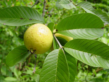 SARTRE GUAVA